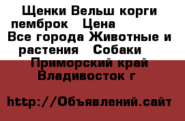 Щенки Вельш корги пемброк › Цена ­ 35 000 - Все города Животные и растения » Собаки   . Приморский край,Владивосток г.